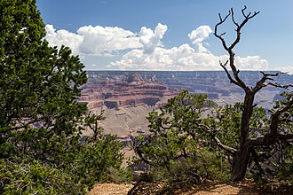 Grand Canyon South Rim near Tusayan